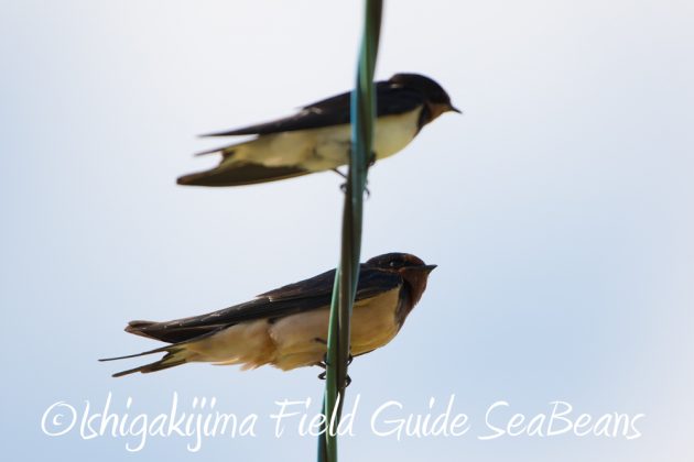 9%e6%9c%8824%e6%97%a5%e7%9f%b3%e5%9e%a3%e5%b3%b6%e3%83%90%e3%83%bc%e3%83%89%e3%82%a6%e3%82%aa%e3%83%83%e3%83%81%e3%83%b3%e3%82%b0%ef%bc%86%e9%87%8e%e9%b3%a5%e6%92%ae%e5%bd%b1%e3%82%ac%e3%82%a4