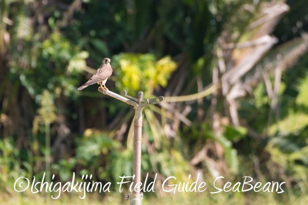 9%e6%9c%8824%e6%97%a5%e7%9f%b3%e5%9e%a3%e5%b3%b6%e3%83%90%e3%83%bc%e3%83%89%e3%82%a6%e3%82%aa%e3%83%83%e3%83%81%e3%83%b3%e3%82%b0%ef%bc%86%e9%87%8e%e9%b3%a5%e6%92%ae%e5%bd%b1%e3%82%ac%e3%82%a4