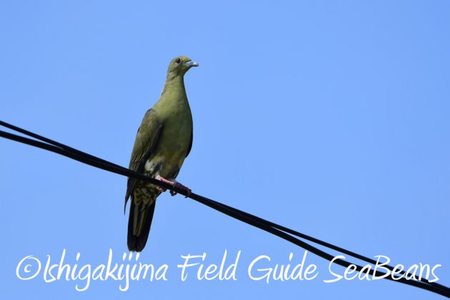 9%e6%9c%8824%e6%97%a5%e7%9f%b3%e5%9e%a3%e5%b3%b6%e3%83%90%e3%83%bc%e3%83%89%e3%82%a6%e3%82%aa%e3%83%83%e3%83%81%e3%83%b3%e3%82%b0%ef%bc%86%e9%87%8e%e9%b3%a5%e6%92%ae%e5%bd%b1%e3%82%ac%e3%82%a4