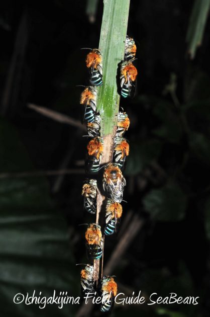 9%e6%9c%8825%e6%97%a5%e7%9f%b3%e5%9e%a3%e5%b3%b6%e3%83%8a%e3%82%a4%e3%83%88%e3%83%84%e3%82%a2%e3%83%bc14