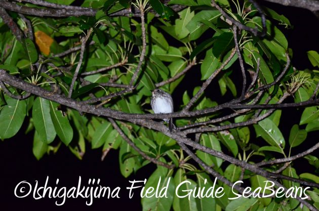 9%e6%9c%889%e6%97%a5%e7%9f%b3%e5%9e%a3%e5%b3%b6%e3%83%8a%e3%82%a4%e3%83%88%e3%83%84%e3%82%a2%e3%83%bc3