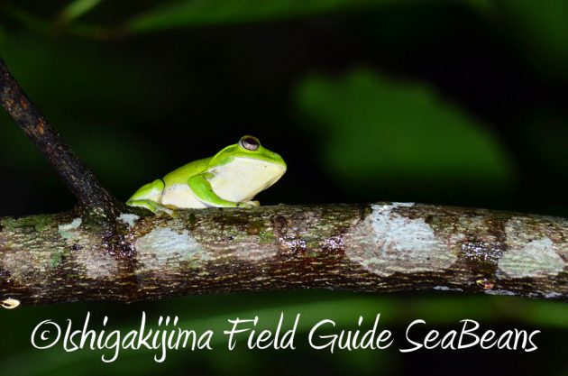 9%e6%9c%8814%e6%97%a5%e7%9f%b3%e5%9e%a3%e5%b3%b6%e3%83%8a%e3%82%a4%e3%83%88%e3%83%84%e3%82%a2%e3%83%bc19