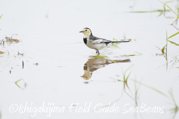 9%e6%9c%8821%e6%97%a5%e7%9f%b3%e5%9e%a3%e5%b3%b6%e3%83%90%e3%83%bc%e3%83%89%e3%82%a6%e3%82%aa%e3%83%83%e3%83%81%e3%83%b3%e3%82%b0%ef%bc%86%e9%87%8e%e9%b3%a5%e6%92%ae%e5%bd%b1%e3%82%ac%e3%82%a4