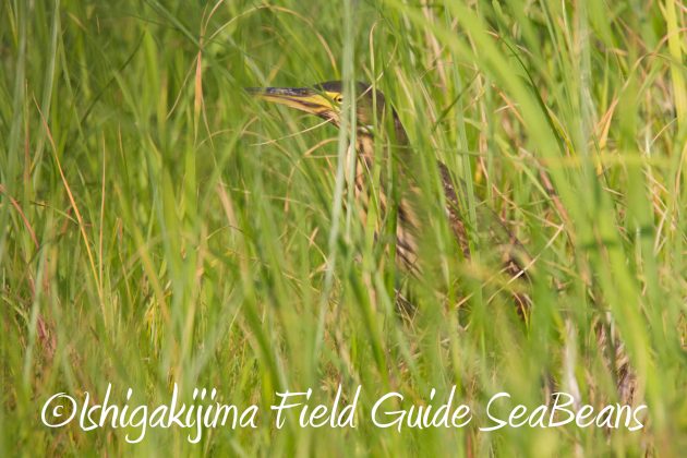 9月3日石垣島バードウオッチング＆野鳥撮影ガイド9