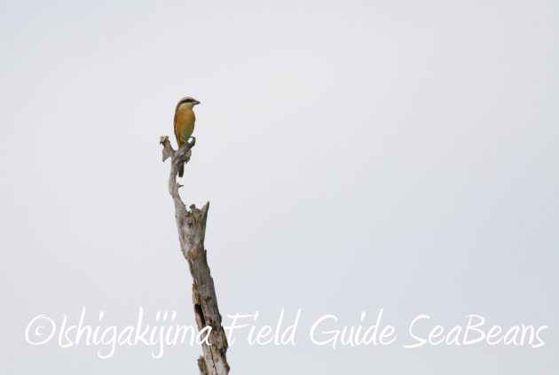 9月1日石垣島バードウオッチング&野鳥撮影ガイド18