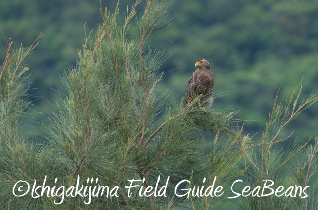 9%e6%9c%8810%e6%97%a5%e7%9f%b3%e5%9e%a3%e5%b3%b6%e3%83%90%e3%83%bc%e3%83%89%e3%82%a6%e3%82%aa%e3%83%83%e3%83%81%e3%83%b3%e3%82%b0%ef%bc%86%e9%87%8e%e9%b3%a5%e6%92%ae%e5%bd%b1%e3%82%ac%e3%82%a4