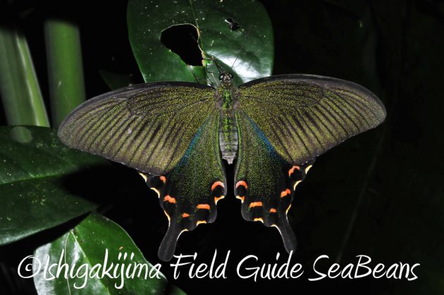 9%e6%9c%8819%e6%97%a5%e7%9f%b3%e5%9e%a3%e5%b3%b6%e3%83%8a%e3%82%a4%e3%83%88%e3%83%84%e3%82%a2%e3%83%bc4