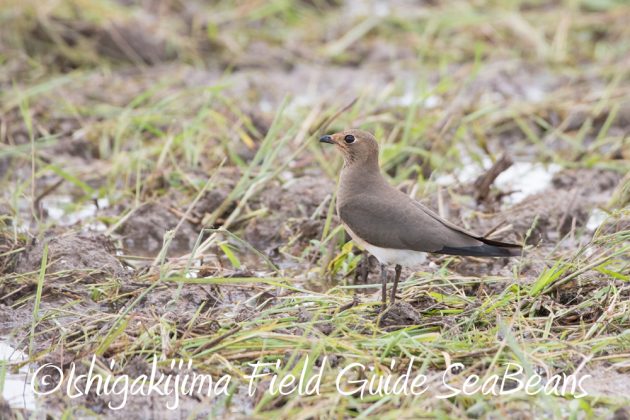 9%e6%9c%8822%e6%97%a5%e7%9f%b3%e5%9e%a3%e5%b3%b6%e3%83%90%e3%83%bc%e3%83%89%e3%82%a6%e3%82%aa%e3%83%83%e3%83%81%e3%83%b3%e3%82%b0%ef%bc%86%e9%87%8e%e9%b3%a5%e6%92%ae%e5%bd%b1%e3%82%ac%e3%82%a4