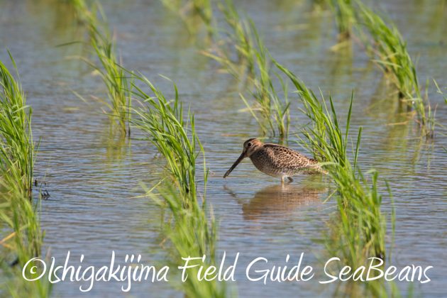 C-_Users_SeaBeans_Desktop_9月5日石垣島バードウオッチング＆野鳥撮影ガイド2