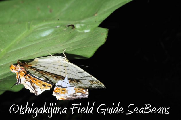 9%e6%9c%8819%e6%97%a5%e7%9f%b3%e5%9e%a3%e5%b3%b6%e3%83%8a%e3%82%a4%e3%83%88%e3%83%84%e3%82%a2%e3%83%bc6