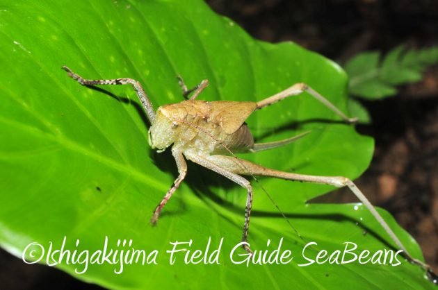 9%e6%9c%8810%e6%97%a5%e7%9f%b3%e5%9e%a3%e5%b3%b6%e3%83%8a%e3%82%a4%e3%83%88%e3%83%84%e3%82%a2%e3%83%bc9