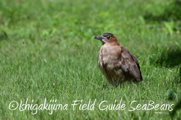 9%e6%9c%8824%e6%97%a5%e7%9f%b3%e5%9e%a3%e5%b3%b6%e3%83%90%e3%83%bc%e3%83%89%e3%82%a6%e3%82%aa%e3%83%83%e3%83%81%e3%83%b3%e3%82%b0%ef%bc%86%e9%87%8e%e9%b3%a5%e6%92%ae%e5%bd%b1%e3%82%ac%e3%82%a4