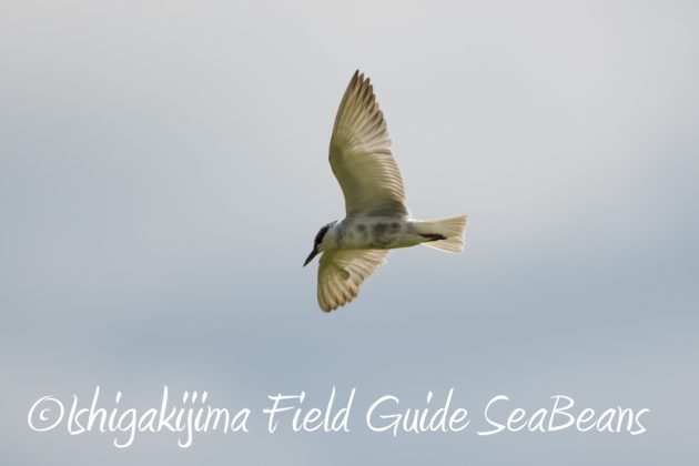 9%e6%9c%8824%e6%97%a5%e7%9f%b3%e5%9e%a3%e5%b3%b6%e3%83%90%e3%83%bc%e3%83%89%e3%82%a6%e3%82%aa%e3%83%83%e3%83%81%e3%83%b3%e3%82%b0%ef%bc%86%e9%87%8e%e9%b3%a5%e6%92%ae%e5%bd%b1%e3%82%ac%e3%82%a4