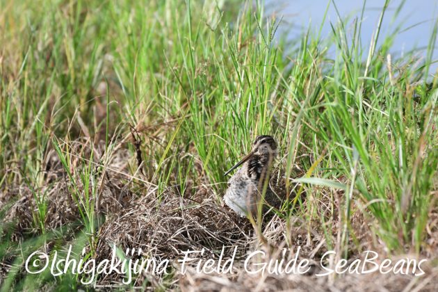 9%e6%9c%8826%e6%97%a5%e7%9f%b3%e5%9e%a3%e5%b3%b6%e3%83%90%e3%83%bc%e3%83%89%e3%82%a6%e3%82%aa%e3%83%83%e3%83%81%e3%83%b3%e3%82%b0%ef%bc%86%e9%87%8e%e9%b3%a5%e6%92%ae%e5%bd%b1%e3%82%ac%e3%82%a4