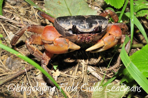 9%e6%9c%8819%e6%97%a5%e7%9f%b3%e5%9e%a3%e5%b3%b6%e3%83%8a%e3%82%a4%e3%83%88%e3%83%84%e3%82%a2%e3%83%bc7