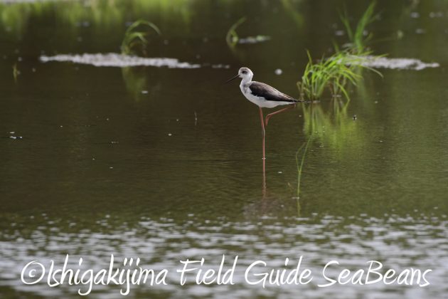 9%e6%9c%8820%e6%97%a5%e7%9f%b3%e5%9e%a3%e5%b3%b6%e3%83%90%e3%83%bc%e3%83%89%e3%82%a6%e3%82%aa%e3%83%83%e3%83%81%e3%83%b3%e3%82%b0%ef%bc%86%e9%87%8e%e9%b3%a5%e6%92%ae%e5%bd%b1%e3%82%ac%e3%82%a4