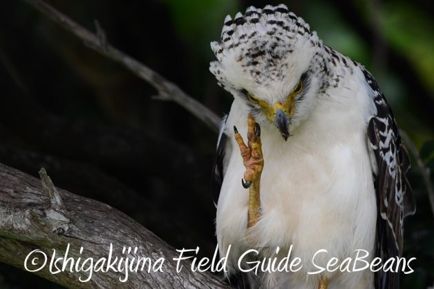 9%e6%9c%8819%e6%97%a5%e7%9f%b3%e5%9e%a3%e5%b3%b6%e3%83%90%e3%83%bc%e3%83%89%e3%82%a6%e3%82%aa%e3%83%83%e3%83%81%e3%83%b3%e3%82%b0%ef%bc%86%e9%87%8e%e9%b3%a5%e6%92%ae%e5%bd%b1%e3%82%ac%e3%82%a4