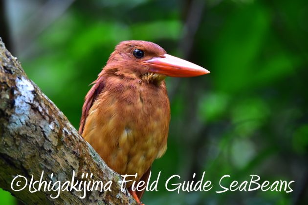 9月1日石垣島バードウオッチング&野鳥撮影ガイド19