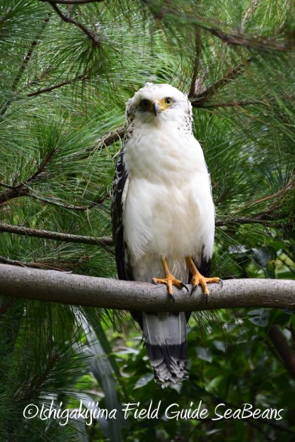 9月7日石垣島バードウオッチング&野鳥撮影ガイド19