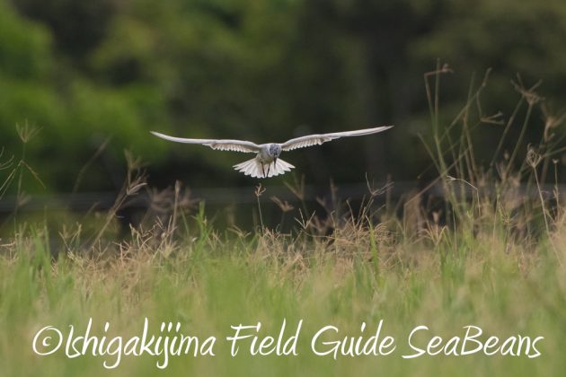 9%e6%9c%8822%e6%97%a5%e7%9f%b3%e5%9e%a3%e5%b3%b6%e3%83%90%e3%83%bc%e3%83%89%e3%82%a6%e3%82%aa%e3%83%83%e3%83%81%e3%83%b3%e3%82%b0%ef%bc%86%e9%87%8e%e9%b3%a5%e6%92%ae%e5%bd%b1%e3%82%ac%e3%82%a4