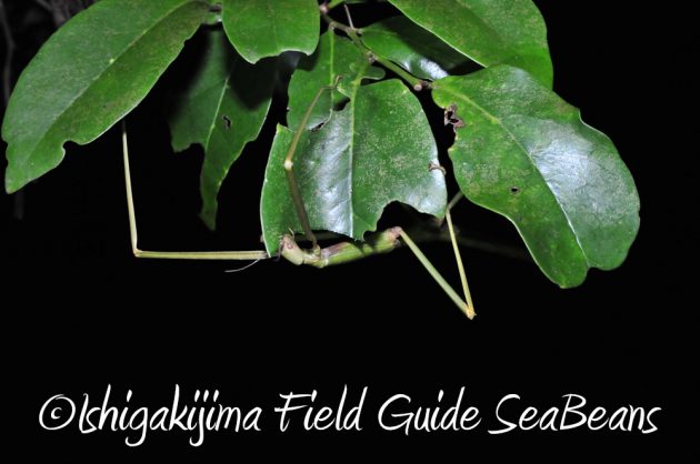 9%e6%9c%8819%e6%97%a5%e7%9f%b3%e5%9e%a3%e5%b3%b6%e3%83%8a%e3%82%a4%e3%83%88%e3%83%84%e3%82%a2%e3%83%bc18