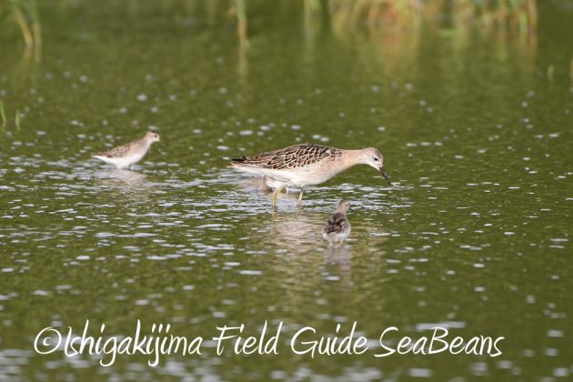 9%e6%9c%8830%e6%97%a5%e7%9f%b3%e5%9e%a3%e5%b3%b6%e3%83%90%e3%83%bc%e3%83%89%e3%82%a6%e3%82%aa%e3%83%83%e3%83%81%e3%83%b3%e3%82%b0%ef%bc%86%e9%87%8e%e9%b3%a5%e6%92%ae%e5%bd%b1%e3%82%ac%e3%82%a4