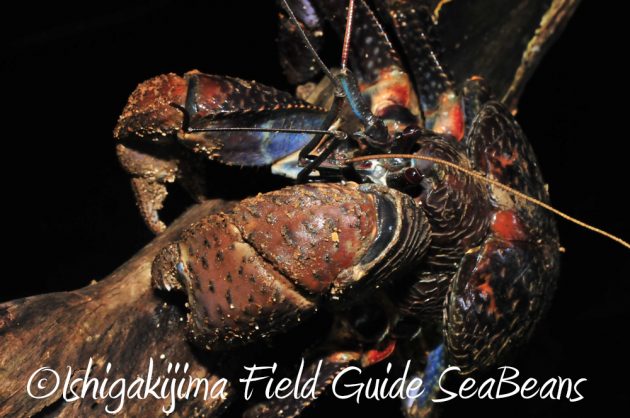 9%e6%9c%8812%e6%97%a5%e7%9f%b3%e5%9e%a3%e5%b3%b6%e3%83%8a%e3%82%a4%e3%83%88%e3%83%84%e3%82%a2%e3%83%bc11