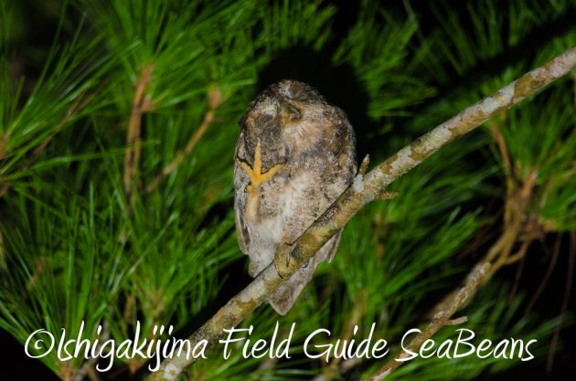 9%e6%9c%8810%e6%97%a5%e7%9f%b3%e5%9e%a3%e5%b3%b6%e3%83%8a%e3%82%a4%e3%83%88%e3%83%84%e3%82%a2%e3%83%bc2