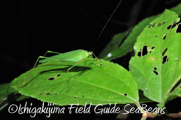 9%e6%9c%8819%e6%97%a5%e7%9f%b3%e5%9e%a3%e5%b3%b6%e3%83%8a%e3%82%a4%e3%83%88%e3%83%84%e3%82%a2%e3%83%bc12