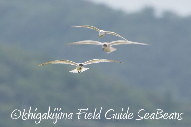 9%e6%9c%8822%e6%97%a5%e7%9f%b3%e5%9e%a3%e5%b3%b6%e3%83%90%e3%83%bc%e3%83%89%e3%82%a6%e3%82%aa%e3%83%83%e3%83%81%e3%83%b3%e3%82%b0%ef%bc%86%e9%87%8e%e9%b3%a5%e6%92%ae%e5%bd%b1%e3%82%ac%e3%82%a4