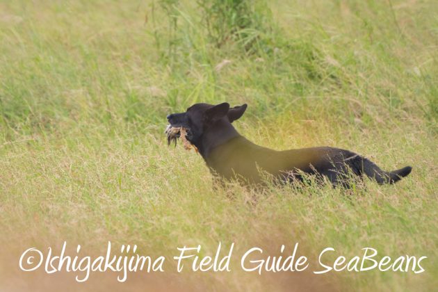 9%e6%9c%8826%e6%97%a5%e7%9f%b3%e5%9e%a3%e5%b3%b6%e3%83%90%e3%83%bc%e3%83%89%e3%82%a6%e3%82%aa%e3%83%83%e3%83%81%e3%83%b3%e3%82%b0%ef%bc%86%e9%87%8e%e9%b3%a5%e6%92%ae%e5%bd%b1%e3%82%ac%e3%82%a4