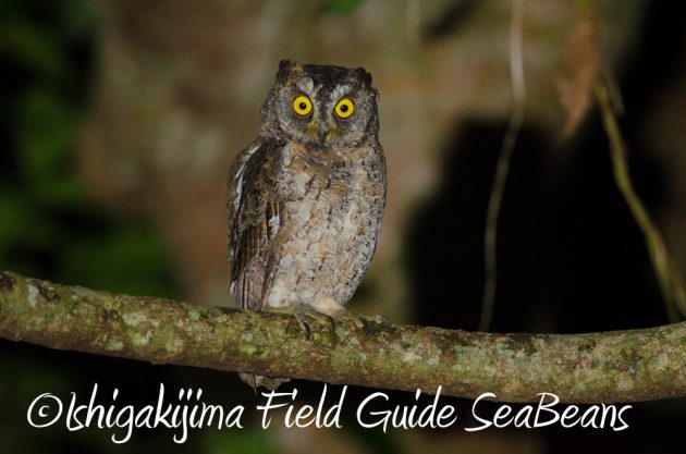 9%e6%9c%8824%e6%97%a5%e7%9f%b3%e5%9e%a3%e5%b3%b6%e3%83%8a%e3%82%a4%e3%83%88%e3%83%84%e3%82%a2%e3%83%bc3