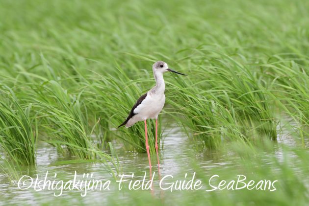 9月7日石垣島バードウオッチング&野鳥撮影ガイド5