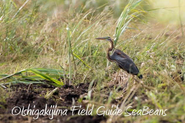 9%e6%9c%8828%e6%97%a5%e7%9f%b3%e5%9e%a3%e5%b3%b6%e3%83%90%e3%83%bc%e3%83%89%e3%82%a6%e3%82%aa%e3%83%83%e3%83%81%e3%83%b3%e3%82%b0%ef%bc%86%e9%87%8e%e9%b3%a5%e8%a6%b3%e5%af%9f%e3%82%ac%e3%82%a4