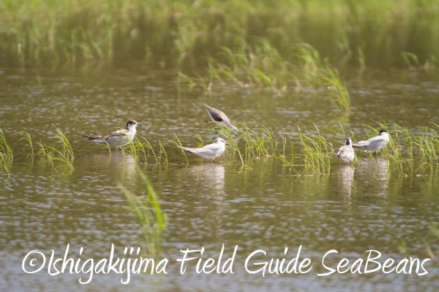 9%e6%9c%8816%e6%97%a5%e7%9f%b3%e5%9e%a3%e5%b3%b6%e3%81%ae%e9%87%8e%e9%b3%a5%e3%81%9f%e3%81%a16