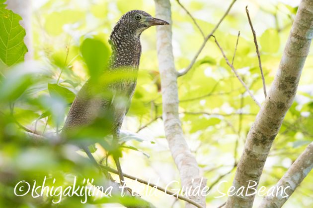 9%e6%9c%8812%e6%97%a5%e7%9f%b3%e5%9e%a3%e5%b3%b6%e3%83%90%e3%83%bc%e3%83%89%e3%82%a6%e3%82%aa%e3%83%83%e3%83%81%e3%83%b3%e3%82%b0%ef%bc%86%e9%87%8e%e9%b3%a5%e6%92%ae%e5%bd%b1%e3%82%ac%e3%82%a4