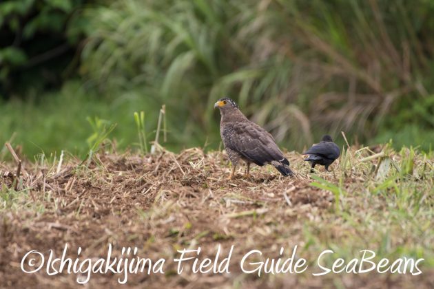 9%e6%9c%889%e6%97%a5%e7%9f%b3%e5%9e%a3%e5%b3%b6%e3%83%90%e3%83%bc%e3%83%89%e3%82%a6%e3%82%aa%e3%83%83%e3%83%81%e3%83%b3%e3%82%b0%ef%bc%86%e9%87%8e%e9%b3%a5%e6%92%ae%e5%bd%b1%e3%82%ac%e3%82%a4%e3%83%89