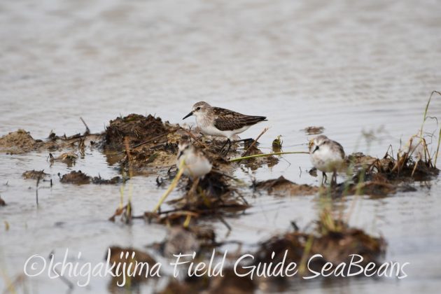 9%e6%9c%8828%e6%97%a5%e7%9f%b3%e5%9e%a3%e5%b3%b6%e3%83%90%e3%83%bc%e3%83%89%e3%82%a6%e3%82%aa%e3%83%83%e3%83%81%e3%83%b3%e3%82%b0%ef%bc%86%e9%87%8e%e9%b3%a5%e8%a6%b3%e5%af%9f%e3%82%ac%e3%82%a4