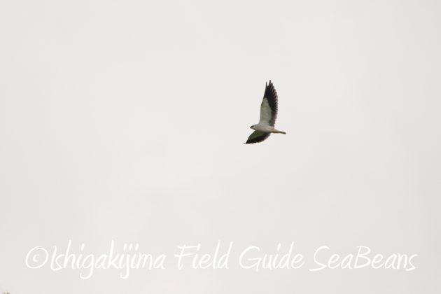 9%e6%9c%8819%e6%97%a5%e7%9f%b3%e5%9e%a3%e5%b3%b6%e3%83%90%e3%83%bc%e3%83%89%e3%82%a6%e3%82%aa%e3%83%83%e3%83%81%e3%83%b3%e3%82%b0%ef%bc%86%e9%87%8e%e9%b3%a5%e6%92%ae%e5%bd%b1%e3%82%ac%e3%82%a4