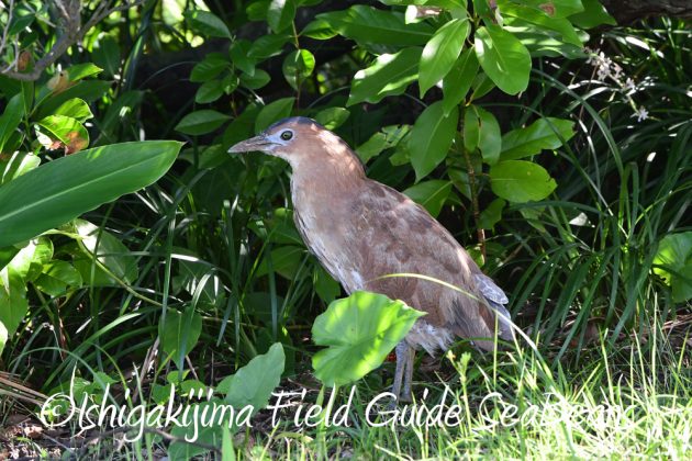 9%e6%9c%8823%e6%97%a5%e7%9f%b3%e5%9e%a3%e5%b3%b6%e3%83%90%e3%83%bc%e3%83%89%e3%82%a6%e3%82%aa%e3%83%83%e3%83%81%e3%83%b3%e3%82%b0%ef%bc%86%e9%87%8e%e9%b3%a5%e6%92%ae%e5%bd%b1%e3%82%ac%e3%82%a4