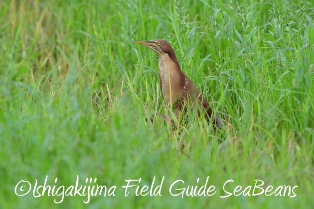 9%e6%9c%8810%e6%97%a5%e7%9f%b3%e5%9e%a3%e5%b3%b6%e3%83%90%e3%83%bc%e3%83%89%e3%82%a6%e3%82%aa%e3%83%83%e3%83%81%e3%83%b3%e3%82%b0%ef%bc%86%e9%87%8e%e9%b3%a5%e6%92%ae%e5%bd%b1%e3%82%ac%e3%82%a4