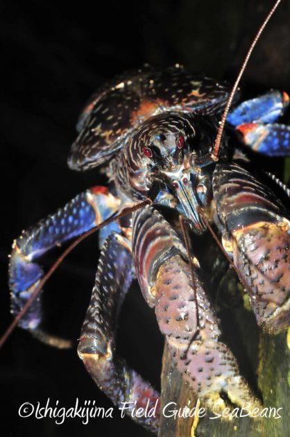 9%e6%9c%8810%e6%97%a5%e7%9f%b3%e5%9e%a3%e5%b3%b6%e3%83%8a%e3%82%a4%e3%83%88%e3%83%84%e3%82%a2%e3%83%bc8