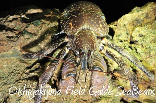 9%e6%9c%8822%e6%97%a5%e7%9f%b3%e5%9e%a3%e5%b3%b6%e3%83%8a%e3%82%a4%e3%83%88%e3%83%84%e3%82%a2%e3%83%bc11