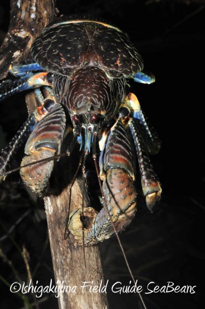 9%e6%9c%88%ef%bc%91%ef%bc%91%e6%97%a5%e7%9f%b3%e5%9e%a3%e5%b3%b6%e3%83%8a%e3%82%a4%e3%83%88%e3%83%84%e3%82%a2%e3%83%bc11