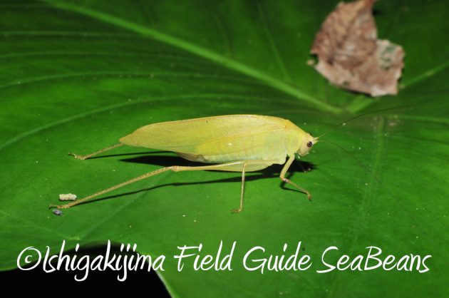 9%e6%9c%8825%e6%97%a5%e7%9f%b3%e5%9e%a3%e5%b3%b6%e3%83%8a%e3%82%a4%e3%83%88%e3%83%84%e3%82%a2%e3%83%bc10