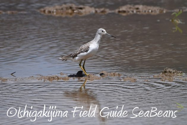 C-_Users_SeaBeans_Desktop_9月5日石垣島バードウオッチング＆野鳥撮影ガイド8