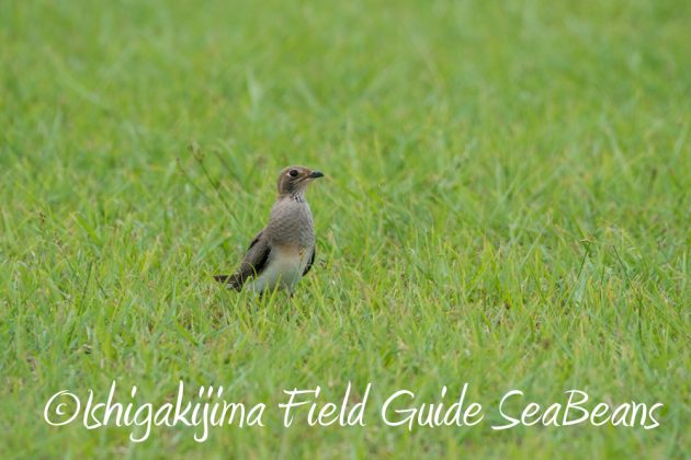 9%e6%9c%8821%e6%97%a5%e7%9f%b3%e5%9e%a3%e5%b3%b6%e3%83%90%e3%83%bc%e3%83%89%e3%82%a6%e3%82%aa%e3%83%83%e3%83%81%e3%83%b3%e3%82%b0%ef%bc%86%e9%87%8e%e9%b3%a5%e6%92%ae%e5%bd%b1%e3%82%ac%e3%82%a4