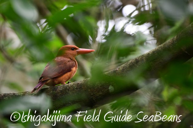 9%e6%9c%8819%e6%97%a5%e7%9f%b3%e5%9e%a3%e5%b3%b6%e3%83%90%e3%83%bc%e3%83%89%e3%82%a6%e3%82%aa%e3%83%83%e3%83%81%e3%83%b3%e3%82%b0%ef%bc%86%e9%87%8e%e9%b3%a5%e6%92%ae%e5%bd%b1%e3%82%ac%e3%82%a4