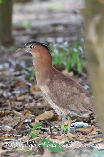 9%e6%9c%8822%e6%97%a5%e7%9f%b3%e5%9e%a3%e5%b3%b6%e3%83%90%e3%83%bc%e3%83%89%e3%82%a6%e3%82%aa%e3%83%83%e3%83%81%e3%83%b3%e3%82%b0%ef%bc%86%e9%87%8e%e9%b3%a5%e6%92%ae%e5%bd%b1%e3%82%ac%e3%82%a4