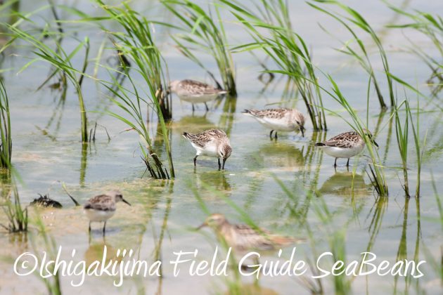 9%e6%9c%8822%e6%97%a5%e7%9f%b3%e5%9e%a3%e5%b3%b6%e3%83%90%e3%83%bc%e3%83%89%e3%82%a6%e3%82%aa%e3%83%83%e3%83%81%e3%83%b3%e3%82%b0%ef%bc%86%e9%87%8e%e9%b3%a5%e6%92%ae%e5%bd%b1%e3%82%ac%e3%82%a4